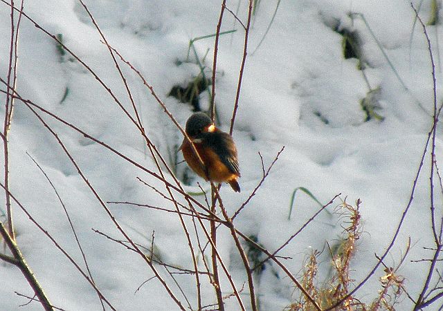 Eisvogel am Sandfang der Rahlau in Hamburg