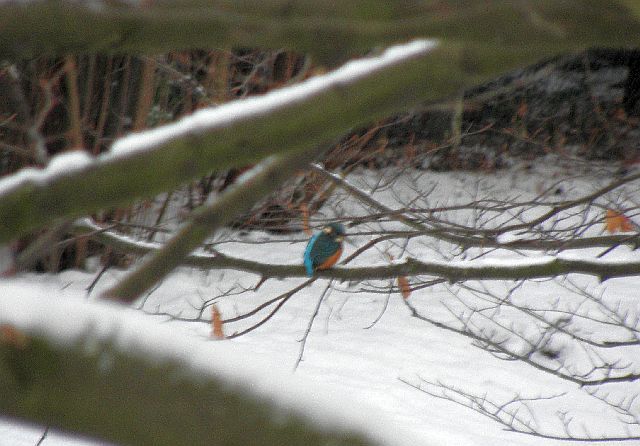Eisvogel am Sandfang der Rahlau in Hamburg