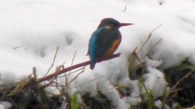 Eisvogel an der Rahlau