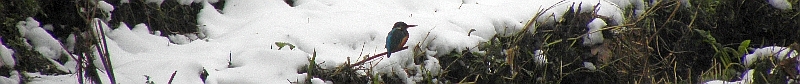 Eisvogel im schnee an der Rahlau