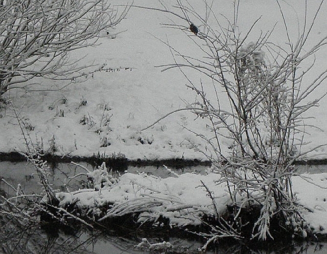Eisvogel im Schnee am Sandfang der rahlau in Hamburg