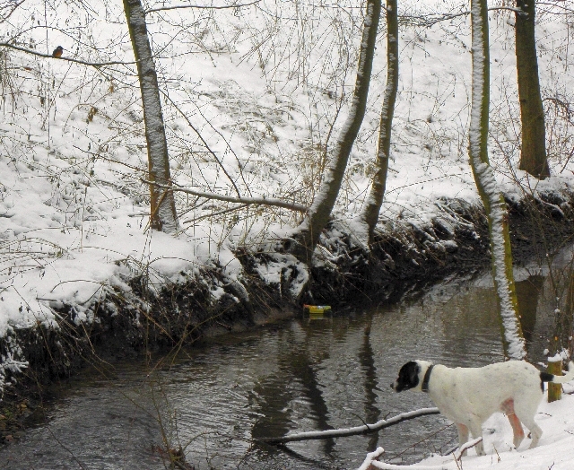 Hund und Eisvogel an der Wfandse in rahlstedt