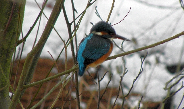 Eisvogel im Ansitz an der Wandse in Rahlstedt