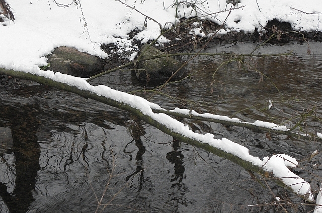 Ast mit Schnee übeer der Wandse als Ansitz des Eisvogels