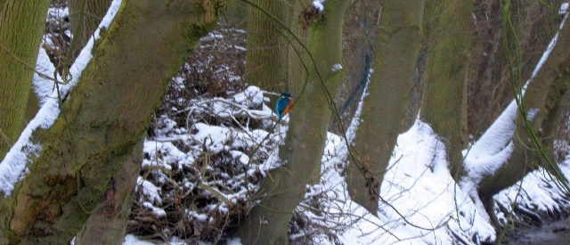 Eisvogel an der Wandse in Rahlstedt