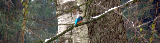 Eisvogel an der Wandse in Rahlstedt