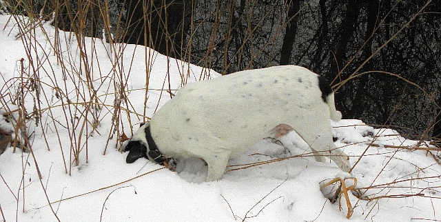 Hund Toby sucht im Schnee