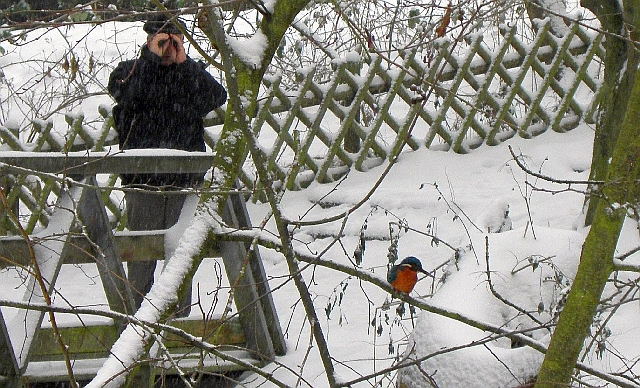 Ein Mann beobachtet mit einem Fernglas einen Eisvogel an der Wandse