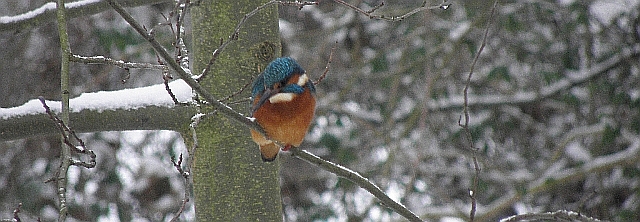 Eisvogel an der Wandse im Ansitz