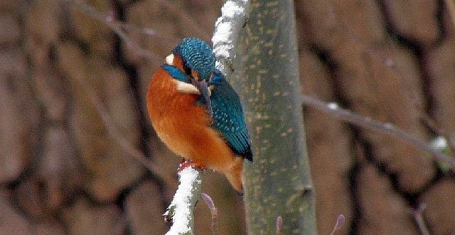 Eisvogel im Ansitz an der Wandse im Liliencronpark in Rahlstedt in Hamburg
