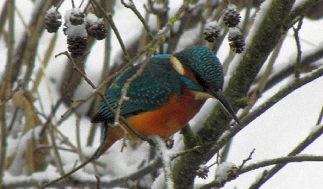 Eisvogel sitzt auf einer Erle und schaut nach Fischen