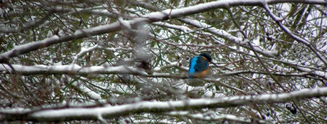 Eisvogel an der Wandse in Hamburg