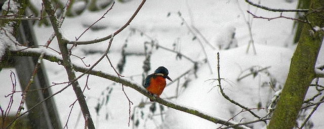Eisvogel Ansicht von vorn