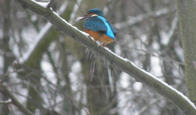 Eisvogel mit soeben gefangenem Fischn noch tropfnaß