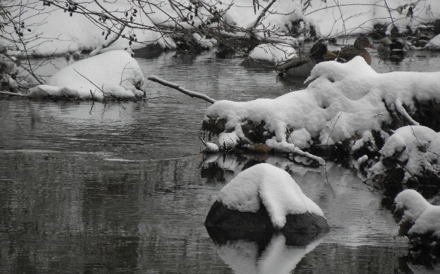 Eisvogelrevier Wandse