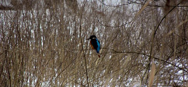 Eisvogel an der Wandse im Liliencronpark in Rahlstedt