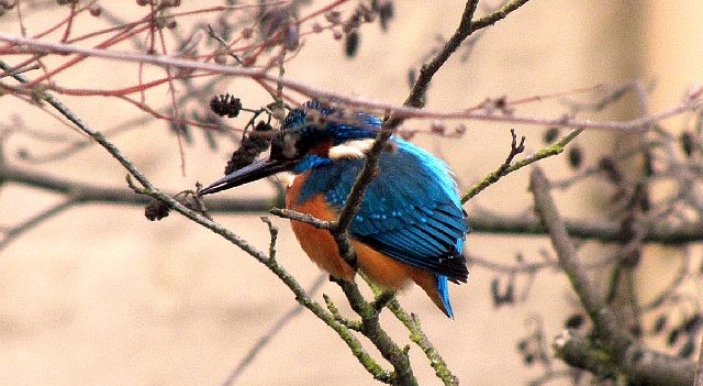 Eisvogel an der Wandse