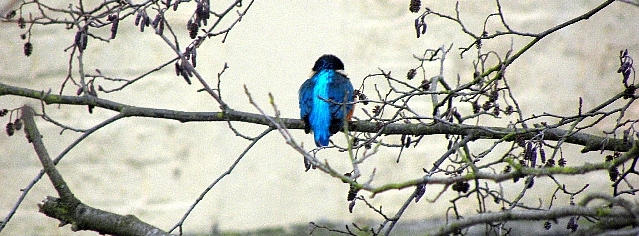 Eisvogel an der Wandse