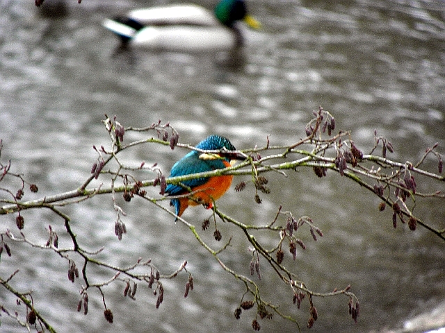Eisvogel an der Wandse