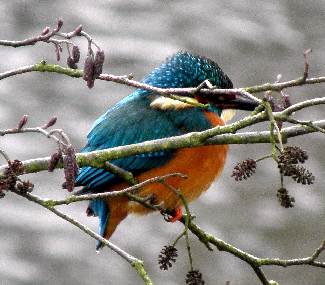 Eisvogel an der Wandse
