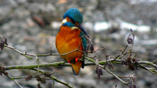 Eisvogel an der Wandse