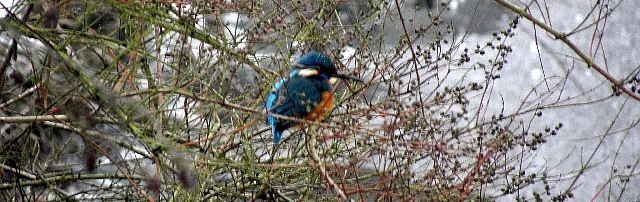 Eisvogel an der Wandse