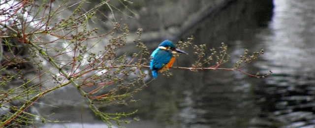 Eisvogel an der Wandse