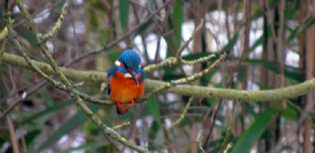 Eisvogel an der Wandse