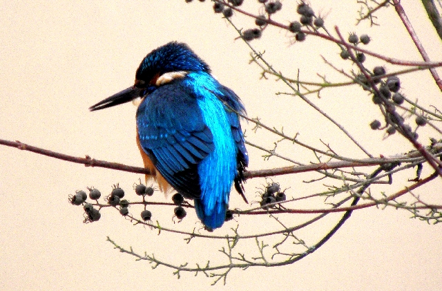 Eisvogel an der Wandse