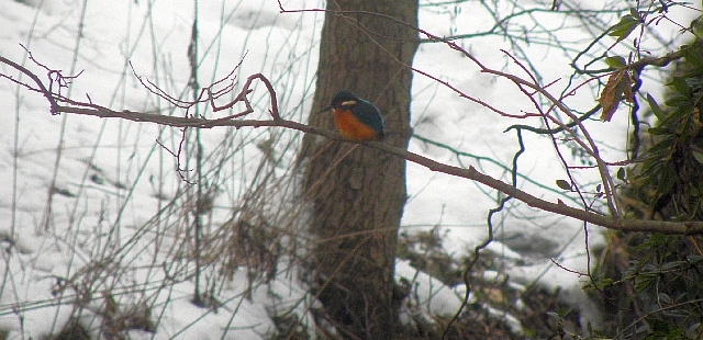 Eisvogel an der Wandse in Rahlstedtd