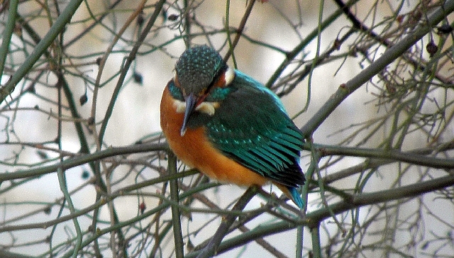 Eisvogel am Liliencronpark in Rahlstedt an der Wandse