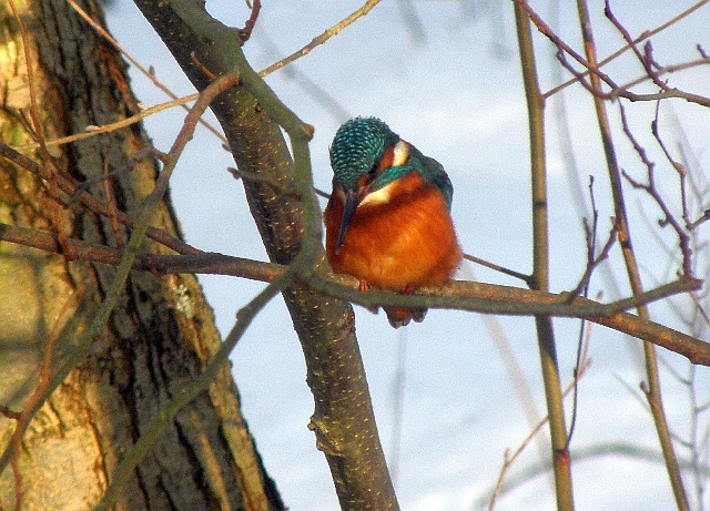 Eisvogel in der Mittagssonne an der Wandse in Hamburg