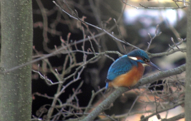 Eisvogel im ansitz an der Wandse