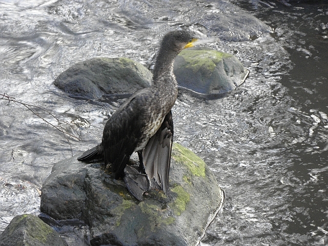 Kormoran in der Wandse zwischen Pulverhofbrücke und Wasserfall 
