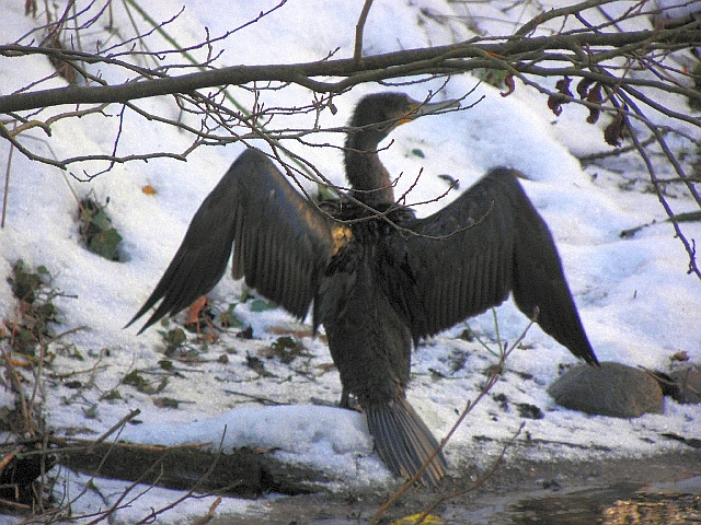 Kormoran am Sasndfang mit ausgebreiteten Flügeln