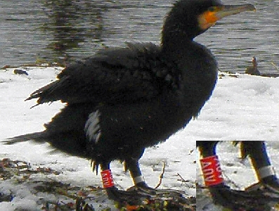 Beringter Kormoran am Sandfang der Rahlau