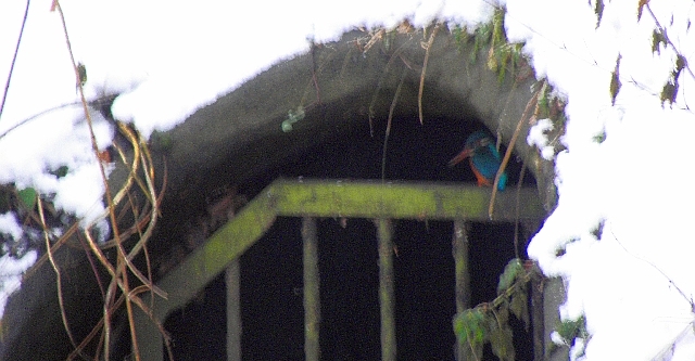 Eisvogel im Abwasserkanal