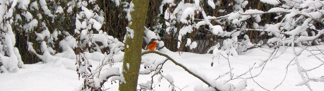 Eisvogel an der Rahlau im Schnee
