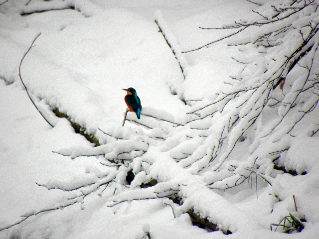 Eisvogel im Schnee an der Rahlau