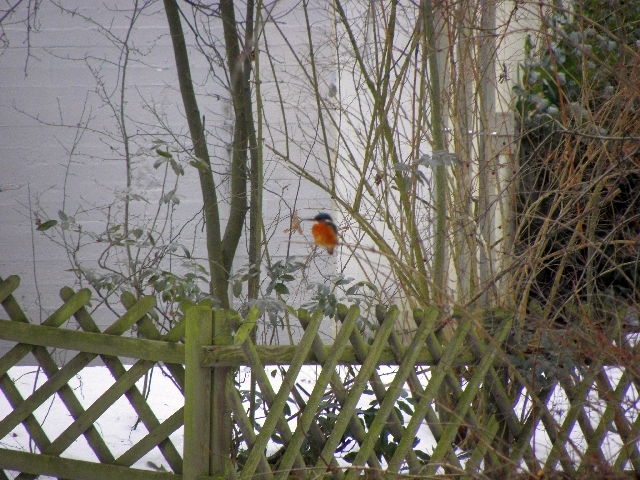 Eisvogel an der Wandse in Rahlstedt