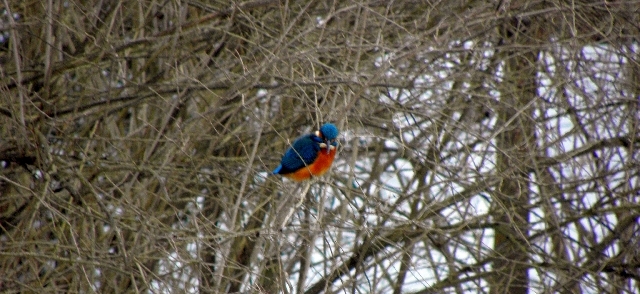 Eisvogel an der Wandse in Rahlstedt