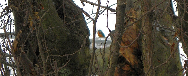 Eisvogel an der Jenfelder Allee