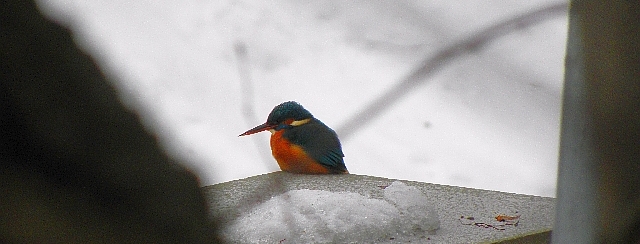 Eisvogel an der Jenfelder Allee