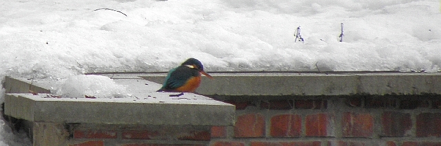 Eisvogel auf dem Durchlaß der Jenfelder Allee in Tonndorf