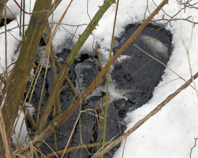 Tote Fische im Teich Liliencronpark in Rahlstedt