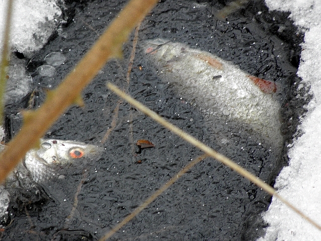 Tote Fische im Teich Liliencronpark in Rahlstedt