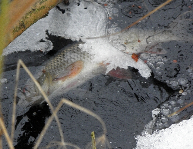 Tote Fische im Teich Liliencronpark in Rahlstedt