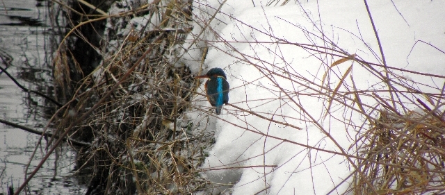 Eisvogel an der Rahlau