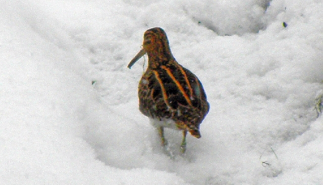 Bekasine im Schnee an der Rahlau