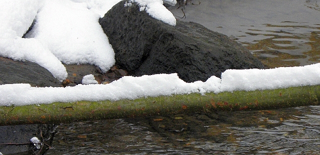 Ansitz des Eisvogels auf einem Ast mit Schnee an der Wandse